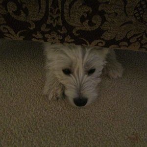 Meet your Posher, Richard